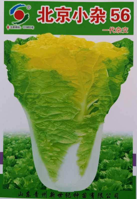 Beijing Xiaoza——Chinese Cabbage